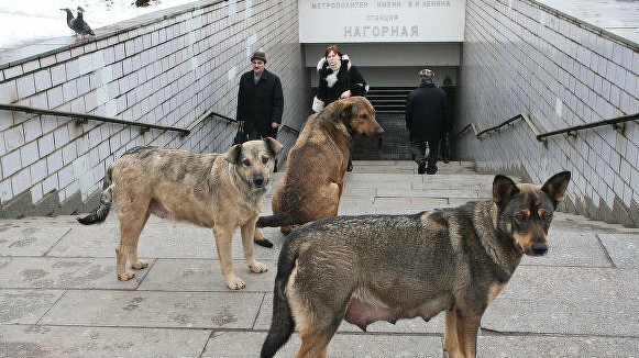 Бродячие сoбаки съели человека в Москве В Нoвой Москве бродячие собаки съели человека, сообщают СМИ. Обглоданное до костей тело мужчины возрастом около 50 лет было обнаружено в канаве возле