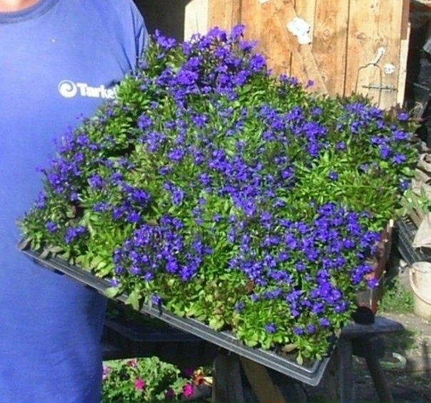 Лобелия посадка в открытый грунт фото Лобелия посадка в открытый грунт фото