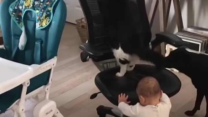 Хвостатый штурман.